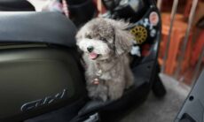 Överraskande: priset på den första hundjet-tjänsten. Foto: Reproduktion