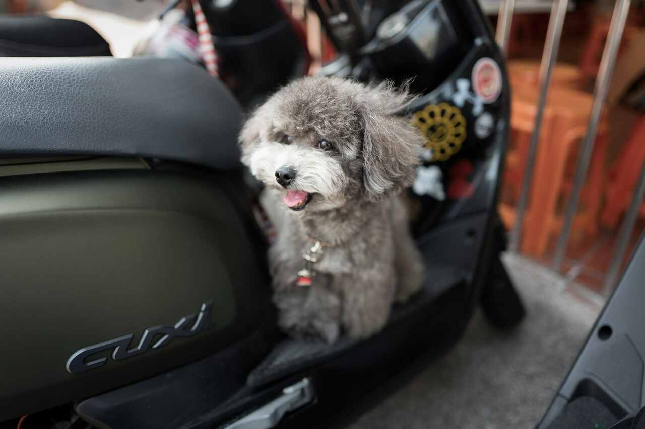 Surprising: the price of the first dog jet service. Photo: Reproduction Andrew Shiu | Unsplash
