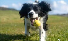Saiba como estimular um cão preguiçoso a se exercitar