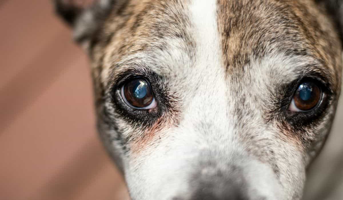 Oogdruppels gebruikt door mensen besmetten honden met superbacterie