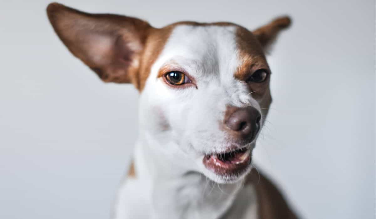 Check out 7 things your dog hates about you