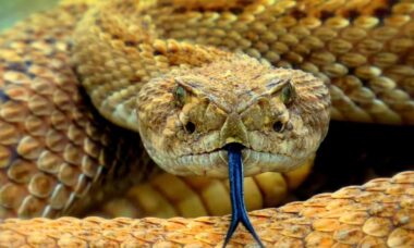 Homem morre voluntariamente ao se deixar picar por parte de suas 60 cobras
