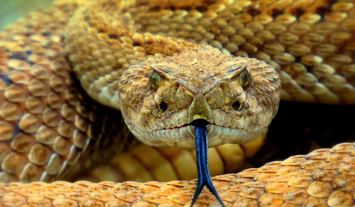 Man sterft vrijwillig nadat hij zich heeft laten bijten door enkele van zijn 60 slangen