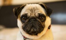 Estudo mostra que até um pug pode virar cão superfarejador