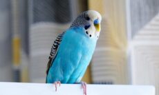 Upptäck exklusivt de 8 saker som varje ägare till undulater bör veta. Foto: Reproduktion Instagram