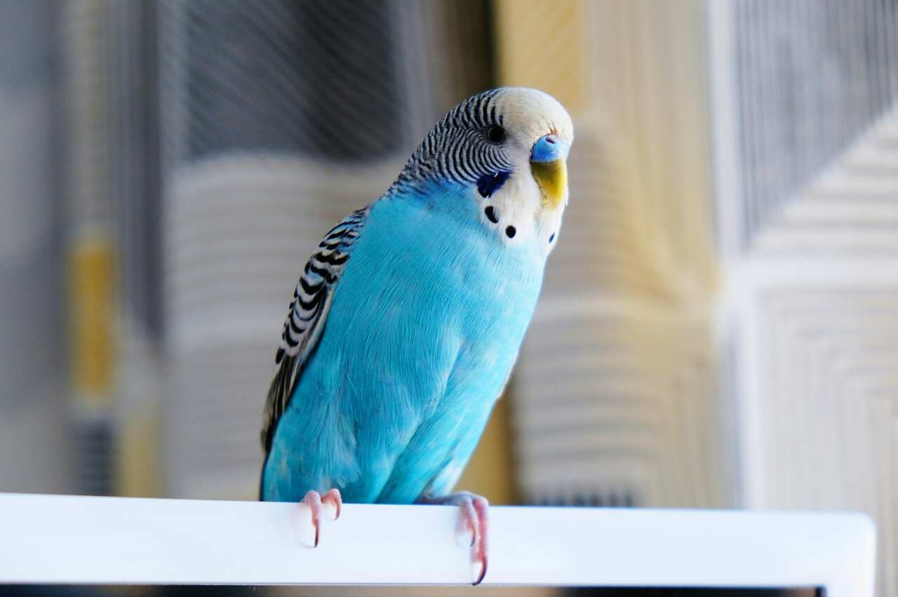 Discover exclusively the 8 things every budgie owner should know. Photo: Reproduction Instagram