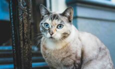 Gatos usam a urina para se comunicar, demonstra estudo