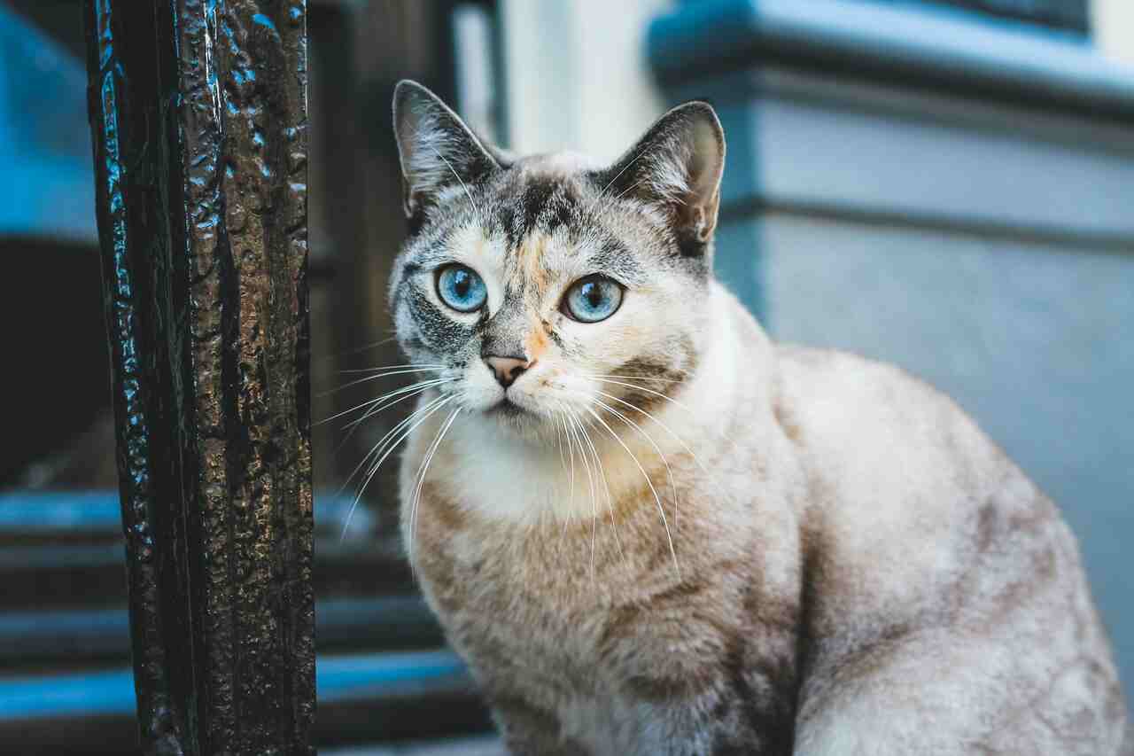 Katter använder urin för att kommunicera, visar studie