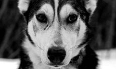 Vetenskapen ger information om möjligheten att hundar konsumerar sina ägare. Foto: Reproduktion Fredrik Solli Wandem/Unsplash