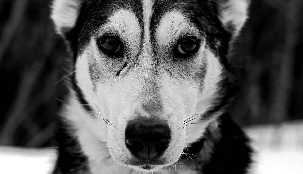 Science provides information on the possibility of dogs consuming their owners. Photo: Reproduction Fredrik Solli Wandem/Unsplash