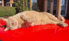 Conheça Freddy, o gato considerado atração turística pelo Google Maps