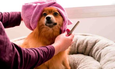 Scopri 4 consigli per proteggere la pelle del tuo animale domestico durante il tempo secco. Foto: Riproduzione Hayffield L. Unsplash 