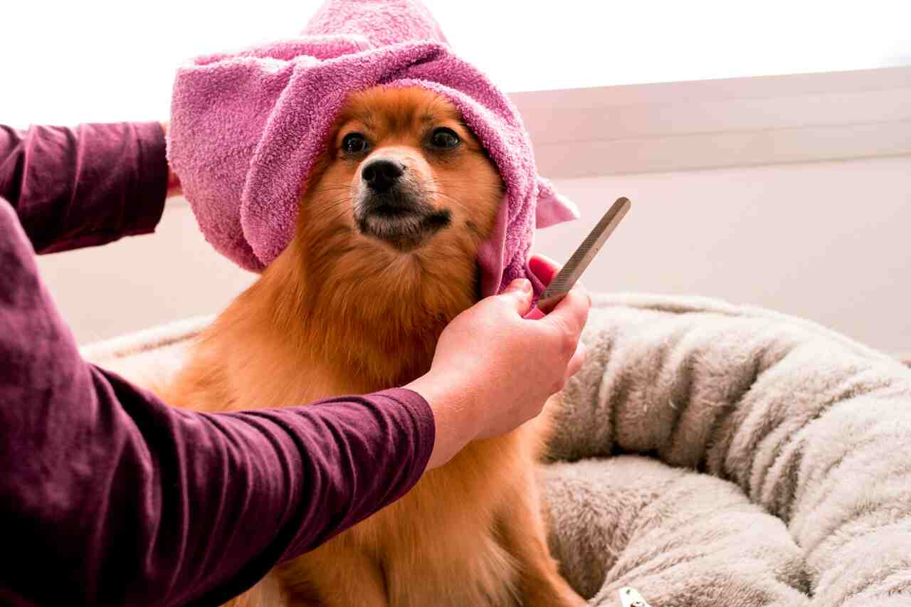 4 dicas para proteger a pele do seu pet durante o tempo seco