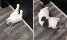 En video samlar katter som utför otroliga bedrifter. Foto: Reproduktion Instagram