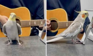 Vídeo fofo e hilário: nenhum passarinho canta melhor do que esse