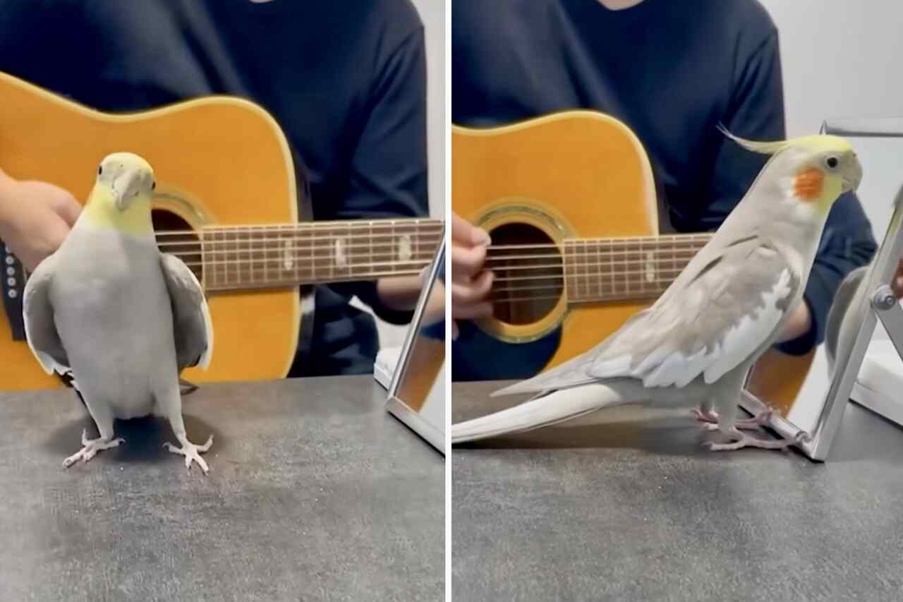 Cute and hilarious video: no little bird sings better than this one