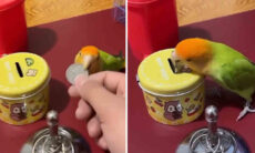 Vídeo registra passarinho que deve ter o QI mais alto da sua espécie