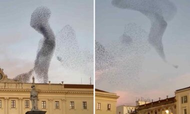 Vídeo mostra impressionante balé de pássaros estorninhos nos céus da Itália