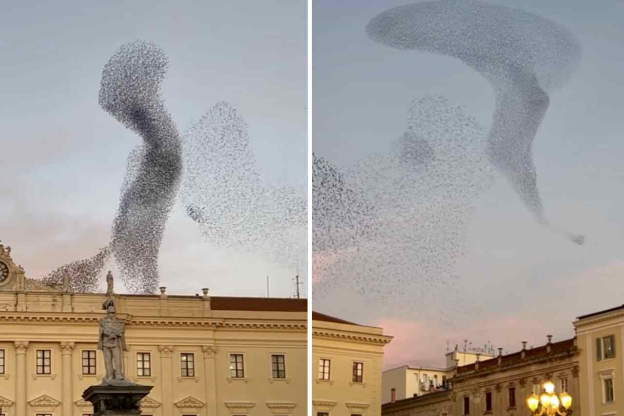 Vídeo mostra impressionante balé de pássaros estorninhos nos céus da Itália