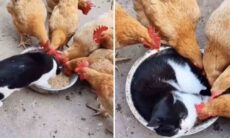 Vídeo hilário: gato folgado deita sobre ração e enfurece galinhas