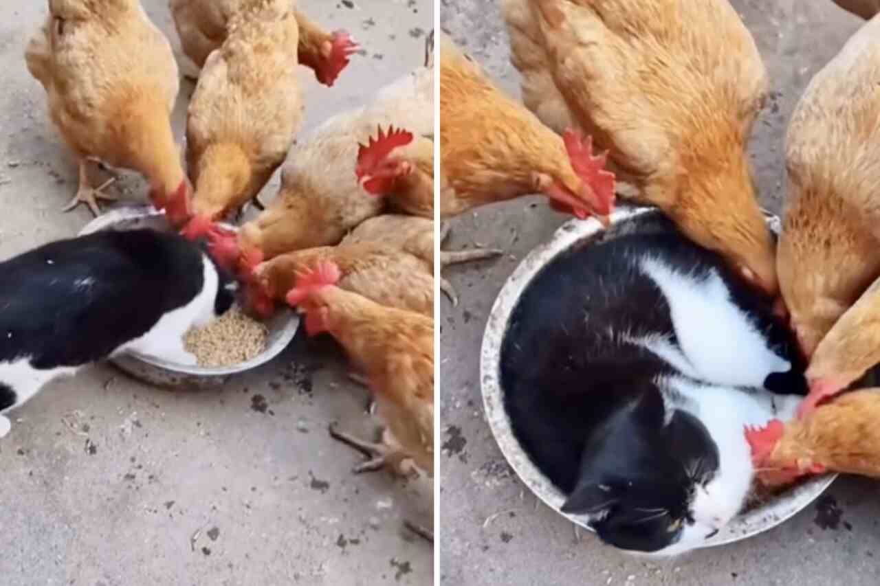 Vídeo hilário: gato folgado deita sobre ração e enfurece galinhas