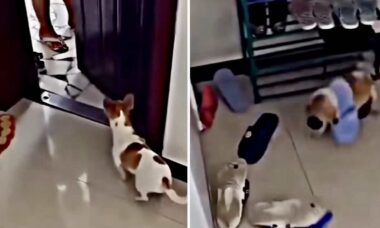 Vídeo hilário: cãozinho fica extremamente enfurecido quando dono sai sozinho