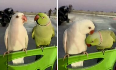 Vídeo fofo registra encontro de papagaios apaixonados na praia