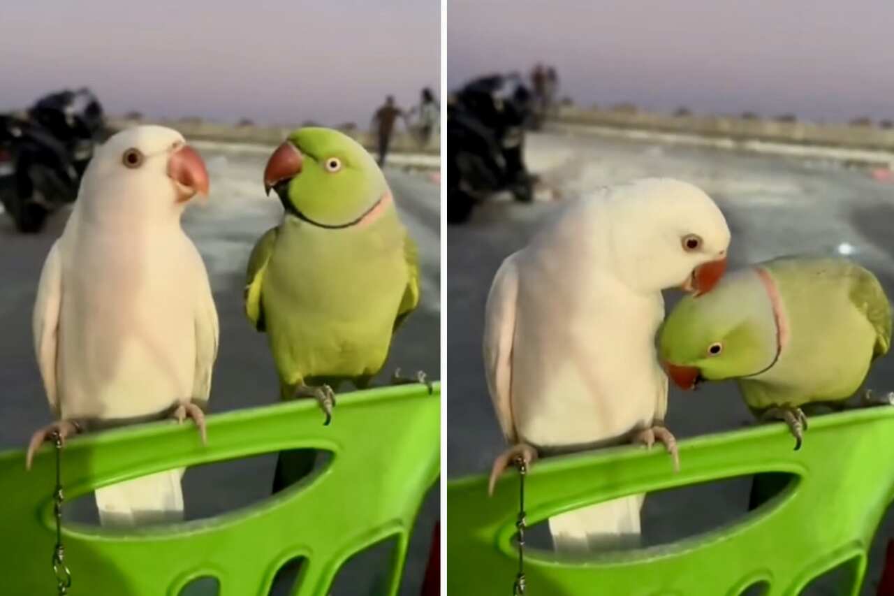Schattige video registreert ontmoeting van verliefde papegaaien op het strand