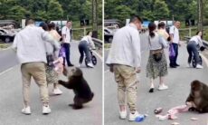 Vídeo: macacos promovem onda violenta de assaltos na Indonésia