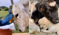 Vídeo fofo registra afeto entre animais de espécies diferentes