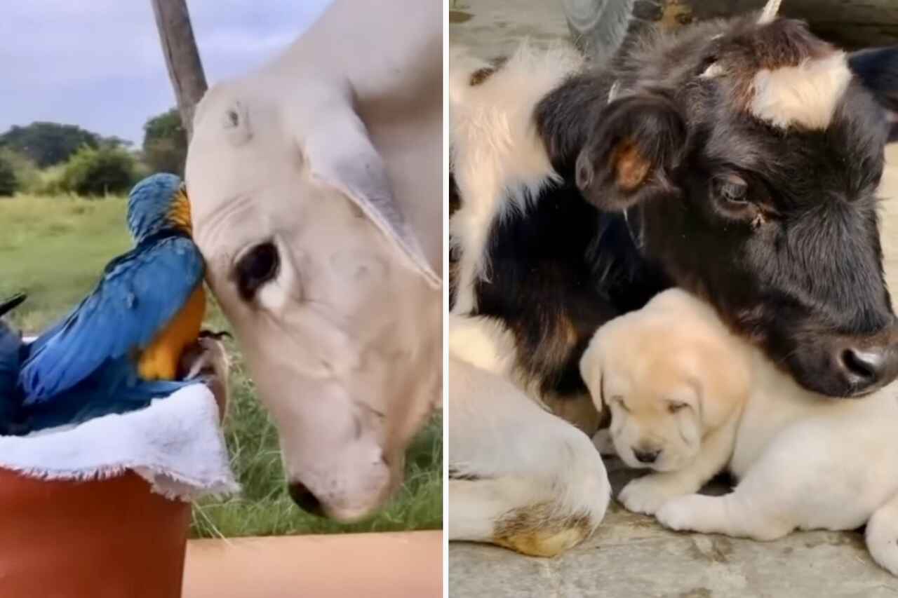 Cute video captures affection between animals of different species