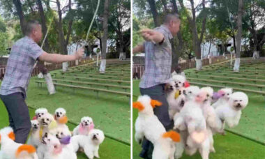 Vídeo hilário: homem pula corda com seus cães