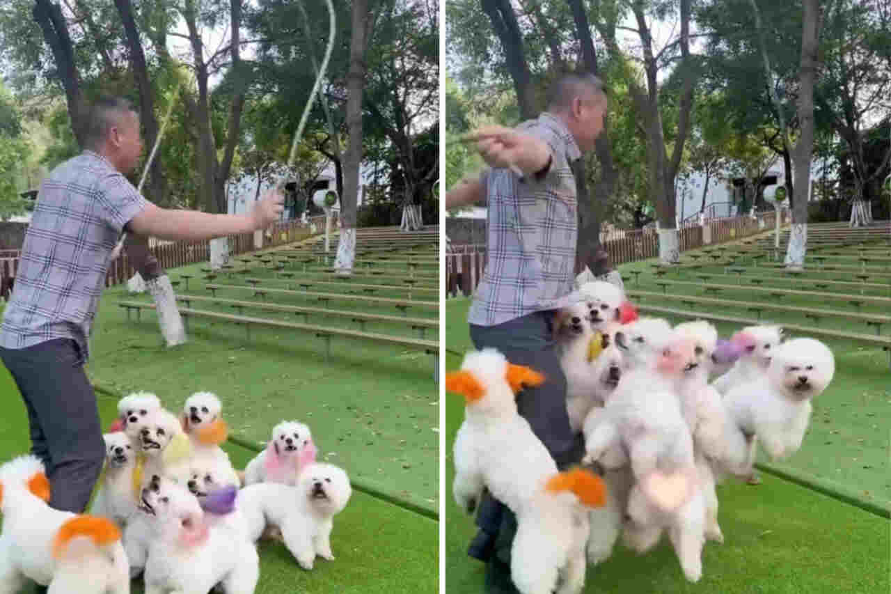 Rolig video: Man hoppar rep med sina hundar