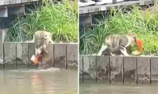 It's proven: cats are relentless hunters. Photo: Reproduction Instagram