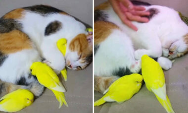 Katt och fåglar lever i perfekt harmoni. Foto: Reproduktion Instagram