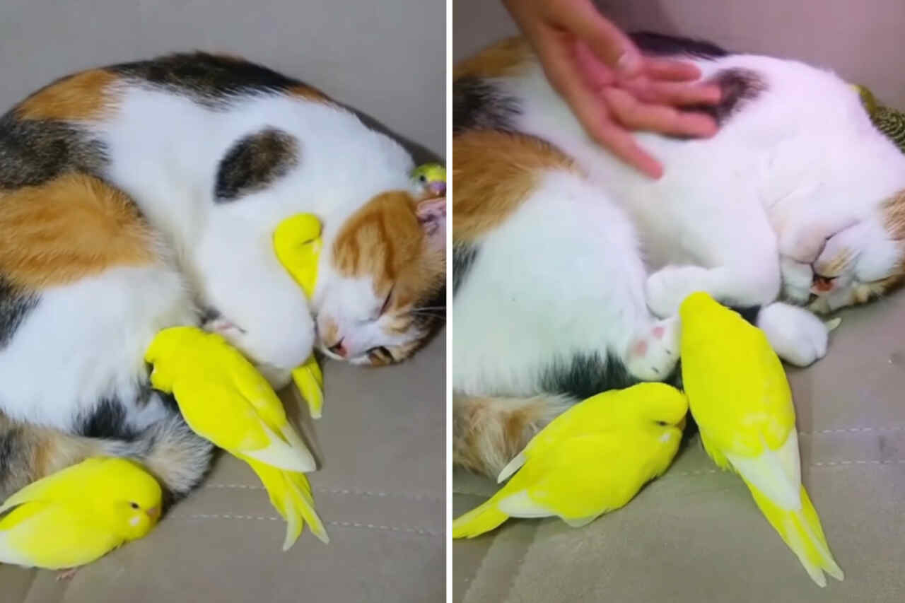Vídeo fofo: gato e passarinhos vivem na mais perfeita harmonia