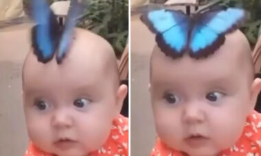 Butterfly and baby are best friends. Photo: Reproduction Instagram