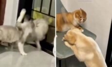 Se hur få djur är lika klagande som katter. Foto: Reproduktion Instagram