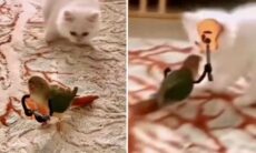 Vídeo hilário: passarinho se defende de gatos usando violão