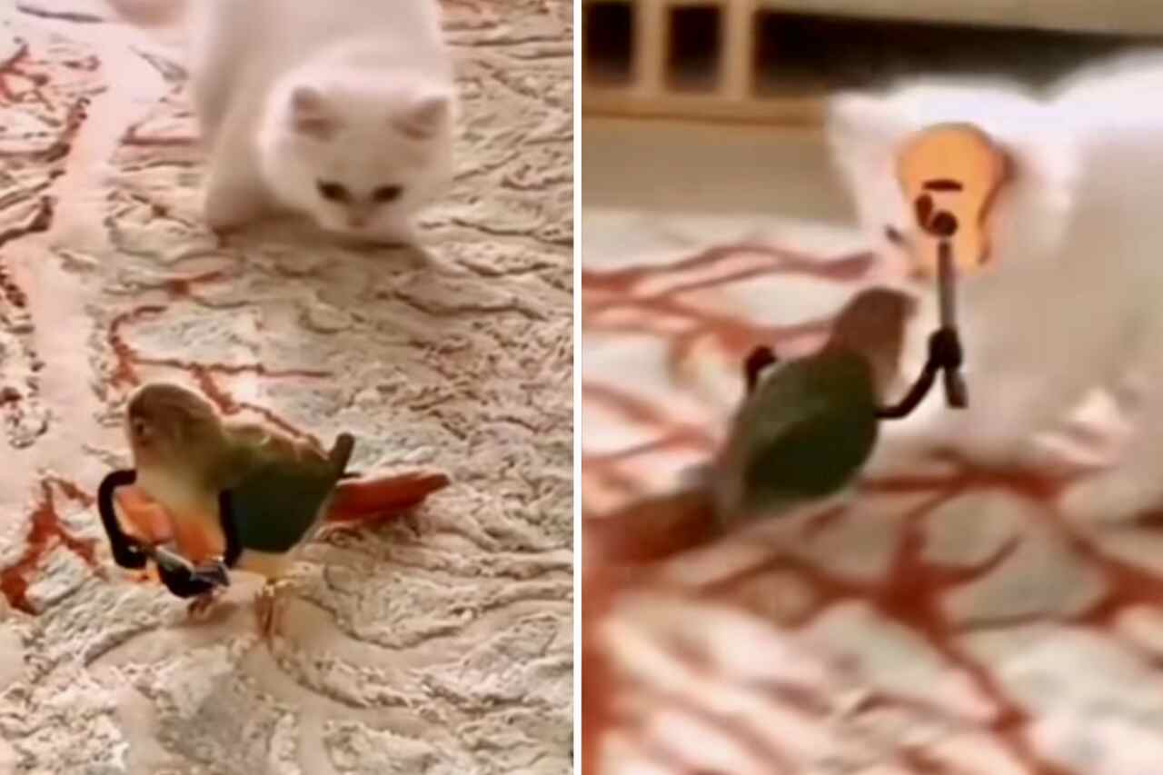 Hilarious Video: Bird Defends Itself Against Cats Using a Guitar