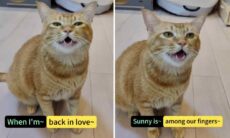 Vídeo de gato que canta como profissional viraliza nas redes