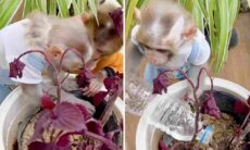 Vídeo hilário: macaquinhos cuidam das plantas de casa na ausência de humanos