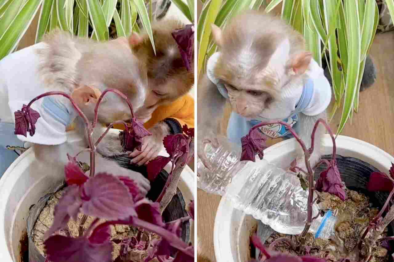 Rolig video: Små apor sköter om krukväxter i människors frånvaro