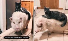 Gris och katt är bästa vänner. Foto: Reproduktion Instagram