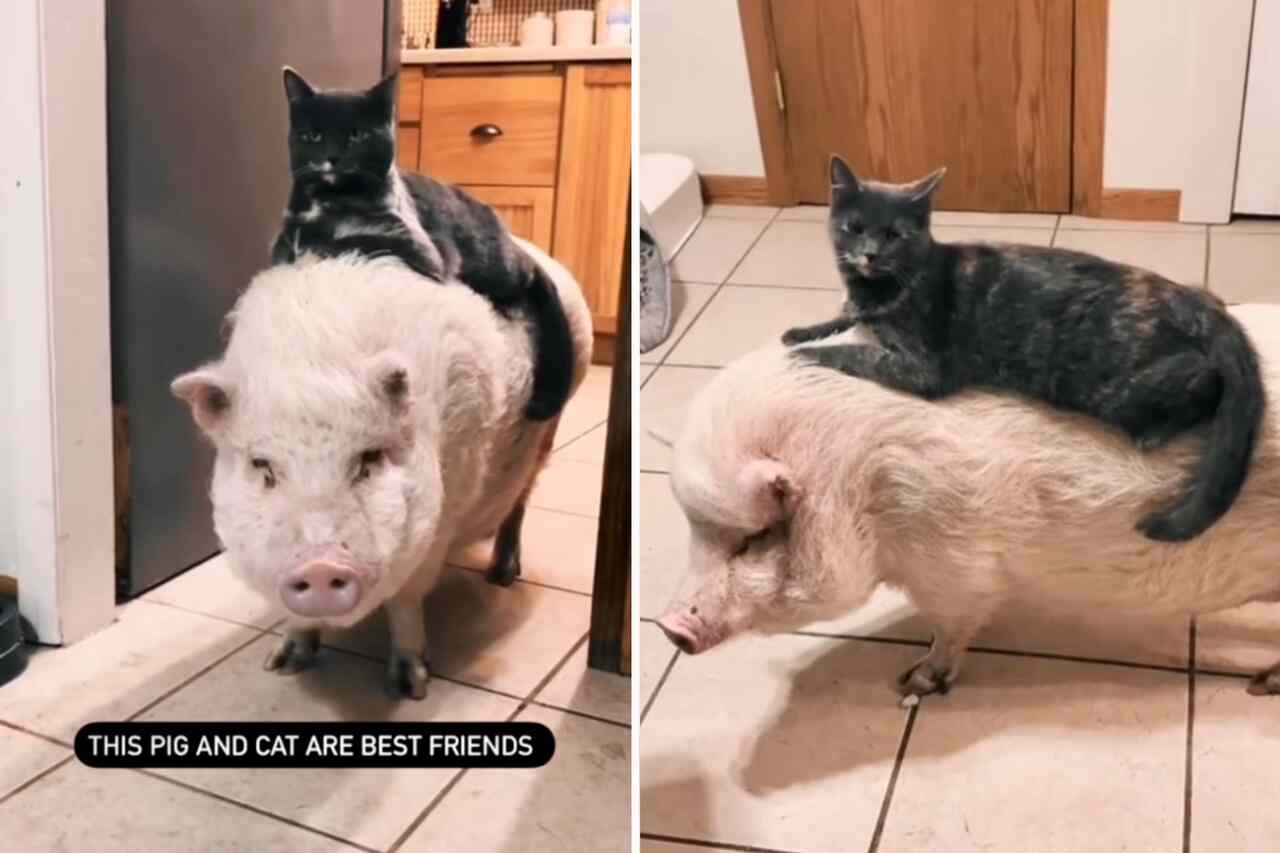 Vídeo fofo: porco e gato são melhores amigos
