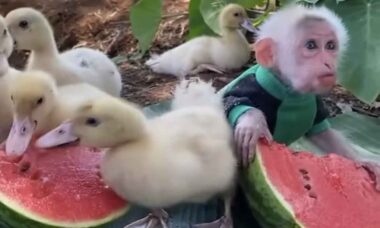 Vídeo de macaquinho dividindo melancia com patos é a coisa mais fofa que você vai ver hoje