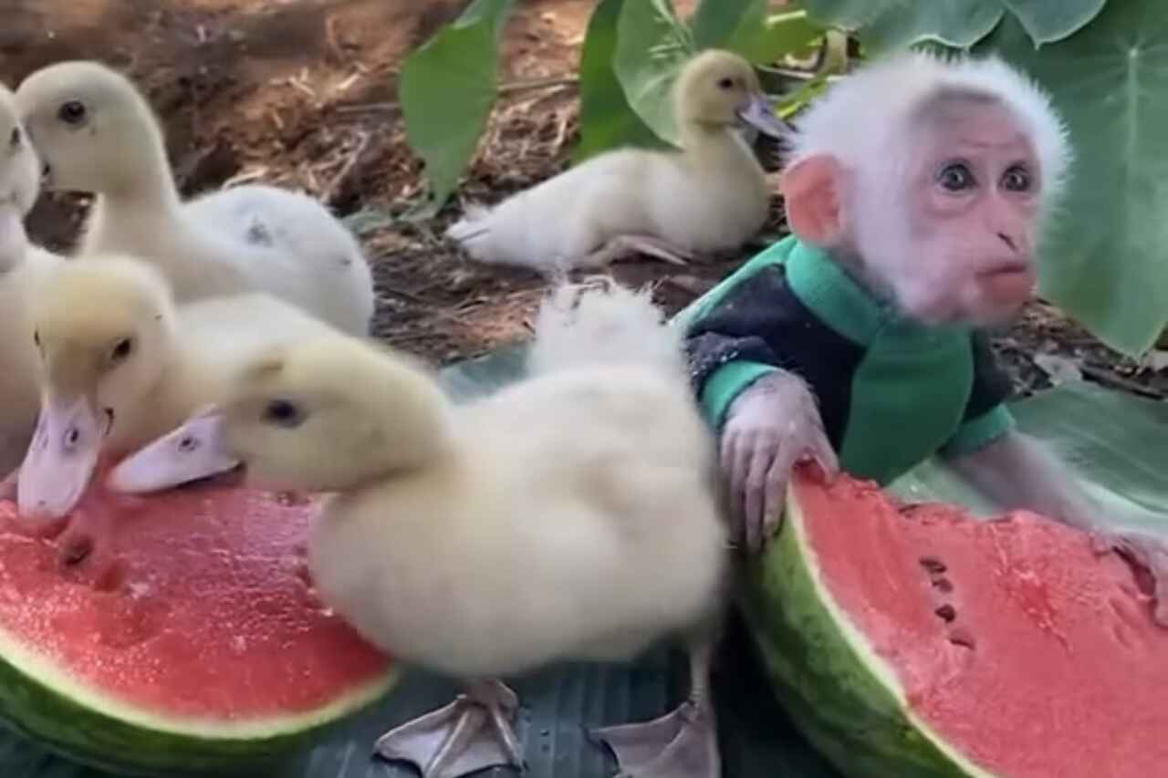 Video of little monkey sharing watermelon with ducks is the cutest thing you'll see today