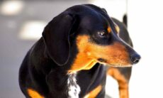 Cãozinho dachshund ataca e abre buraco em bochecha de mulher
