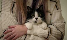 Gatos gostam mais de pessoas que não curtem felinos, indica estudo