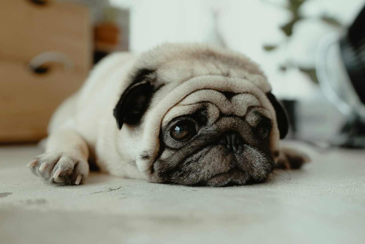 Check the signs that your pet may have a urinary problem